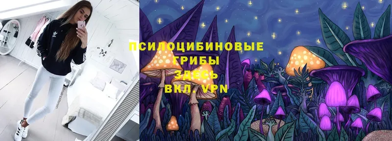 дарнет шоп  Дно  Псилоцибиновые грибы Psilocybine cubensis 